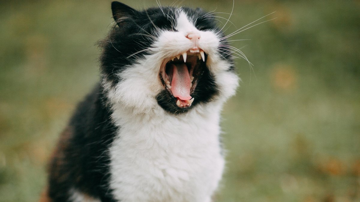 Situación. Las bolas de pelo en gatos son un problema muy común, teniendo en cuenta la obsesión de los mininos por mantenerse limpios.