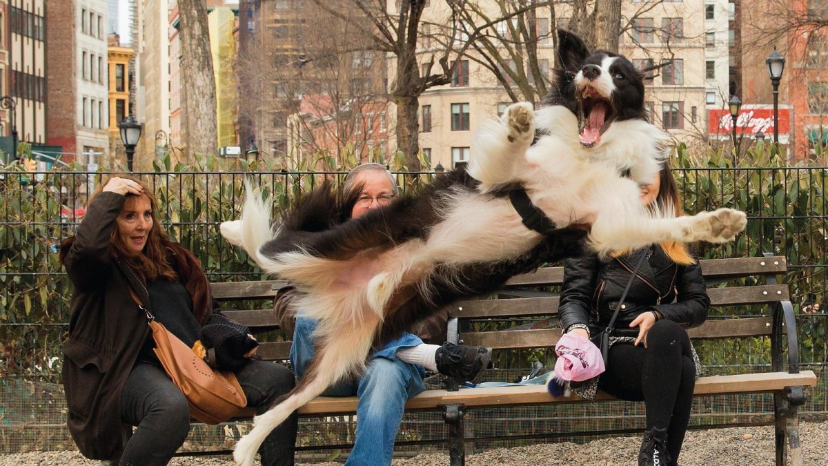 El fotógrafo urbano Chris Porsz, participa en los premios Comedy Pet Photo Awards 2023 con la intención también de encontrar a los dueños del perro que fotografío en un parque de Nueva York.