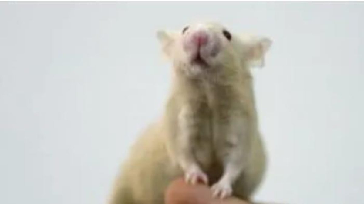 Estudio. Investigador observa una rata de laboratorio.