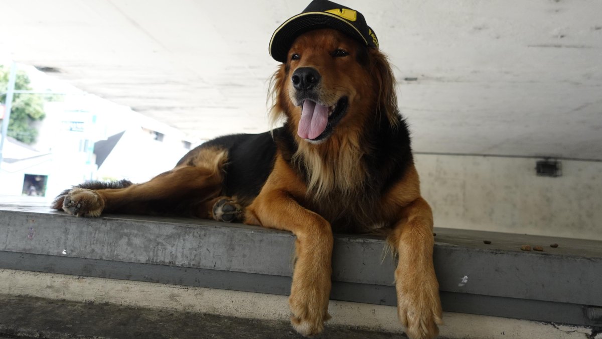 Tommy es un perro mestizo que llegó a Ecuador desde Venezuela.