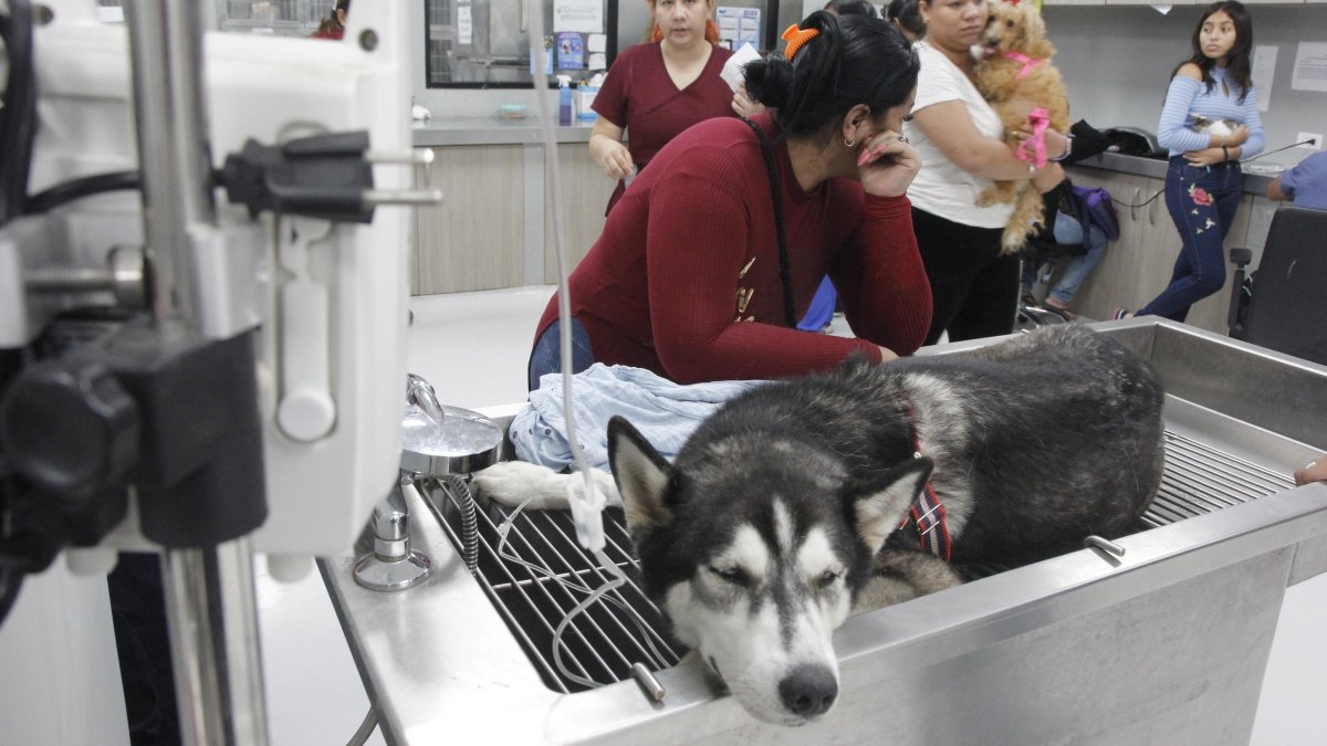Hecho. Los animales atendidos en el Centro de Bienestar Animal, según afirma este ente, llegan a 300 al día. La mayoría llega por consultas, y otros para ser operados.