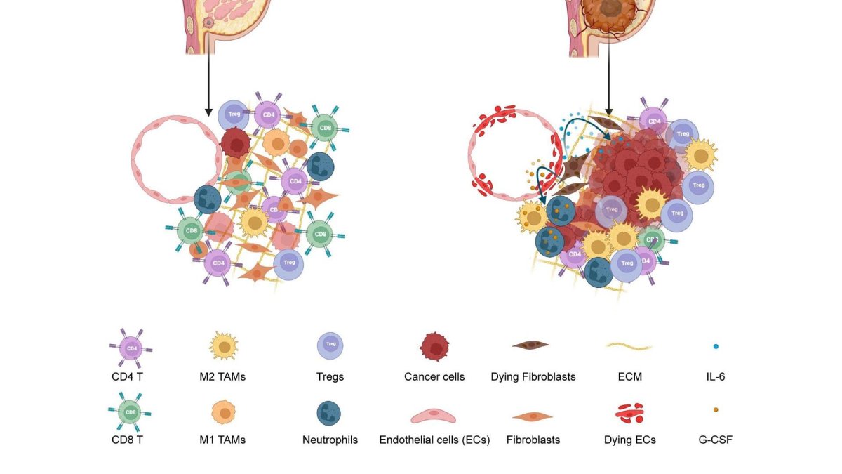Un equipo internacional de investigadores ha demostrado cómo la quimioterapia despierta células cancerosas latentes (a la izquierda), lo que provoca el crecimiento del tumor (a la derecha).