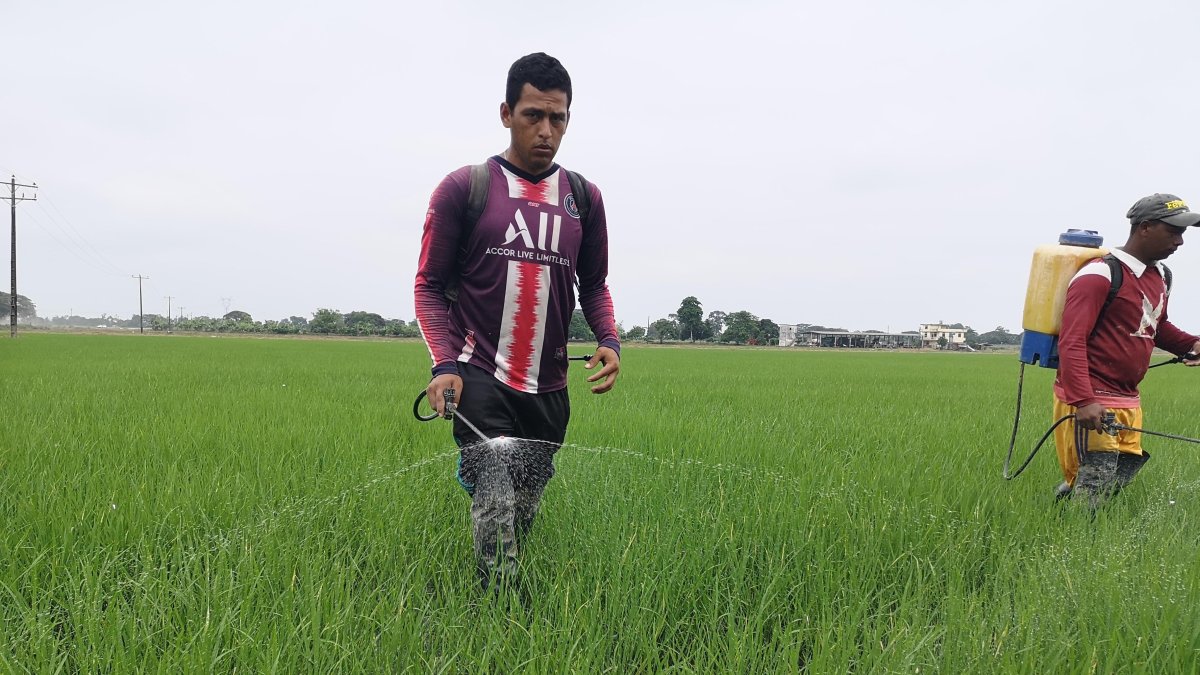 Cultivo. Agricultores trabajan en una siembra de arroz, el alimento se cosecha entre octubre y diciembre.
