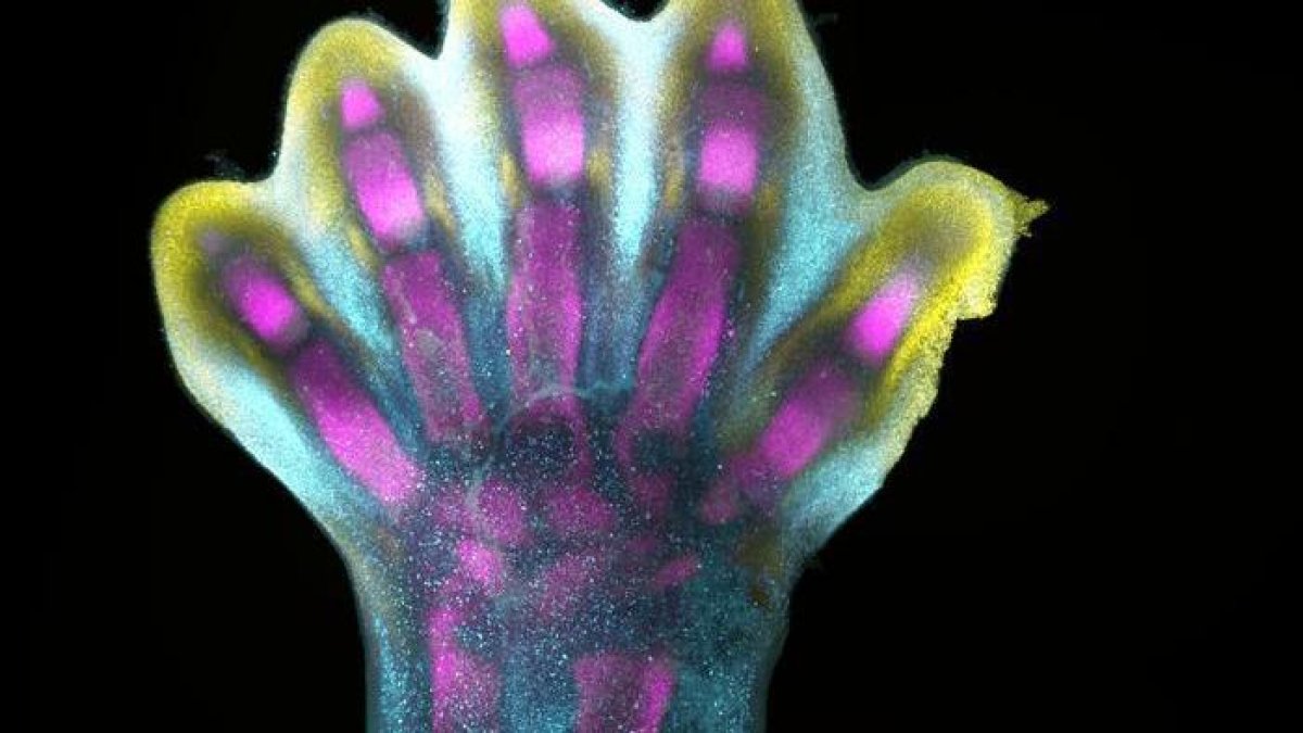 Investigación.- Patrón de expresión genética de una mano en formación. 