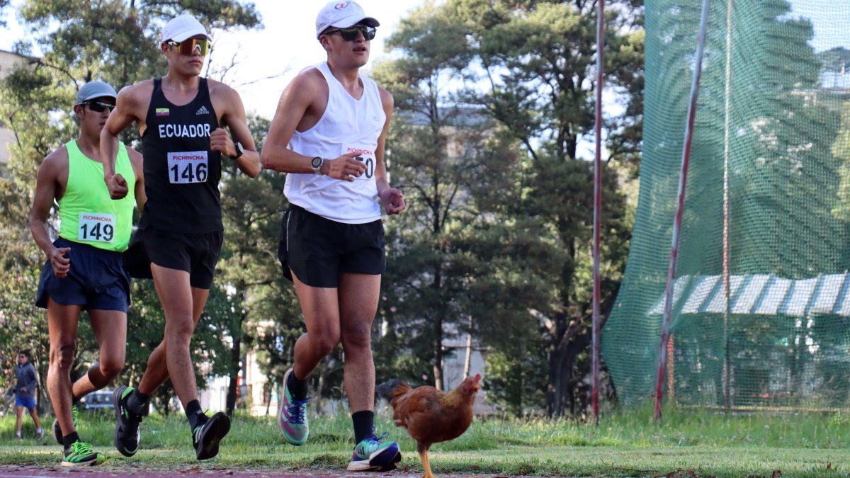 Marchistas ecuatorianos de élite como David Hurtado (c) y Jonathan Amores (d) tuvieron que competir hace pocos días en el selectivo sorteando los gallos de pelea que habitan en la pista.