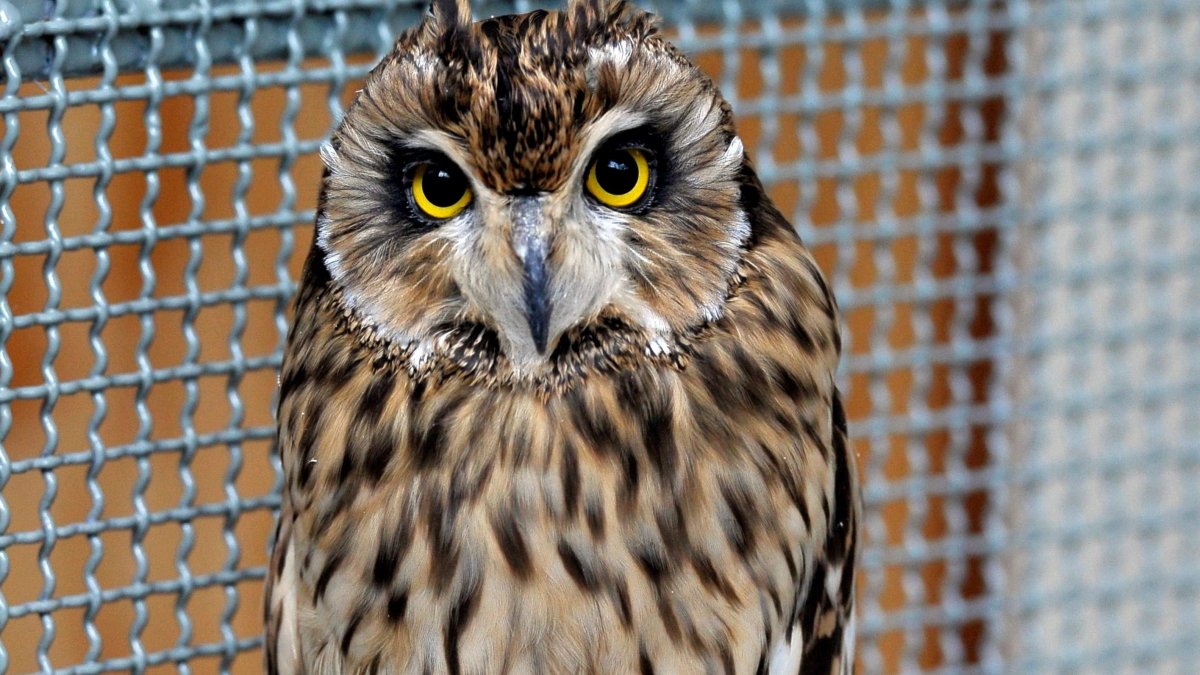 El búho campestre (Asio flammeus) llama la atención de los investigadores