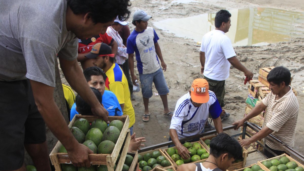 Agro.- La exportación de aguacate de Perú.