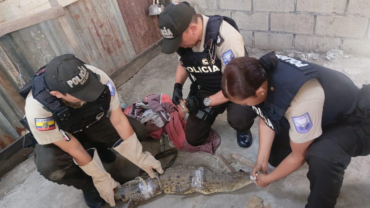 Especies. Entre los animales rescatados hay cocodrilos, tigrillos, etc.