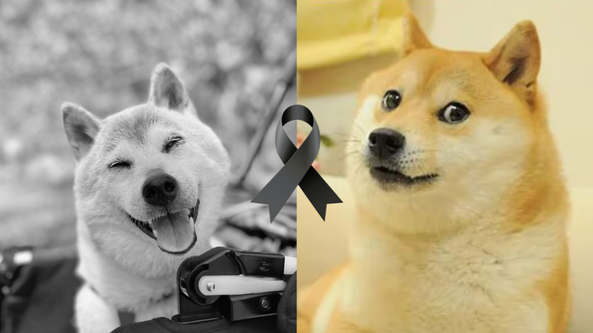 Kabosu se convirtió en uno de los animales más famosos de internet en 2010