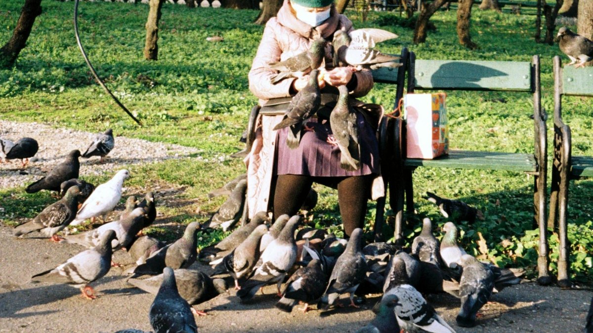 Hong Kong. Una persona alimenta a un grupo de palomas en un parque en la antigua colonia británica.