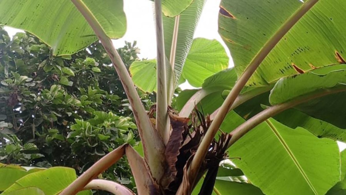 Cerca de 2.400 hectáreas de cultivos estarían infectadas en Los Ríos.