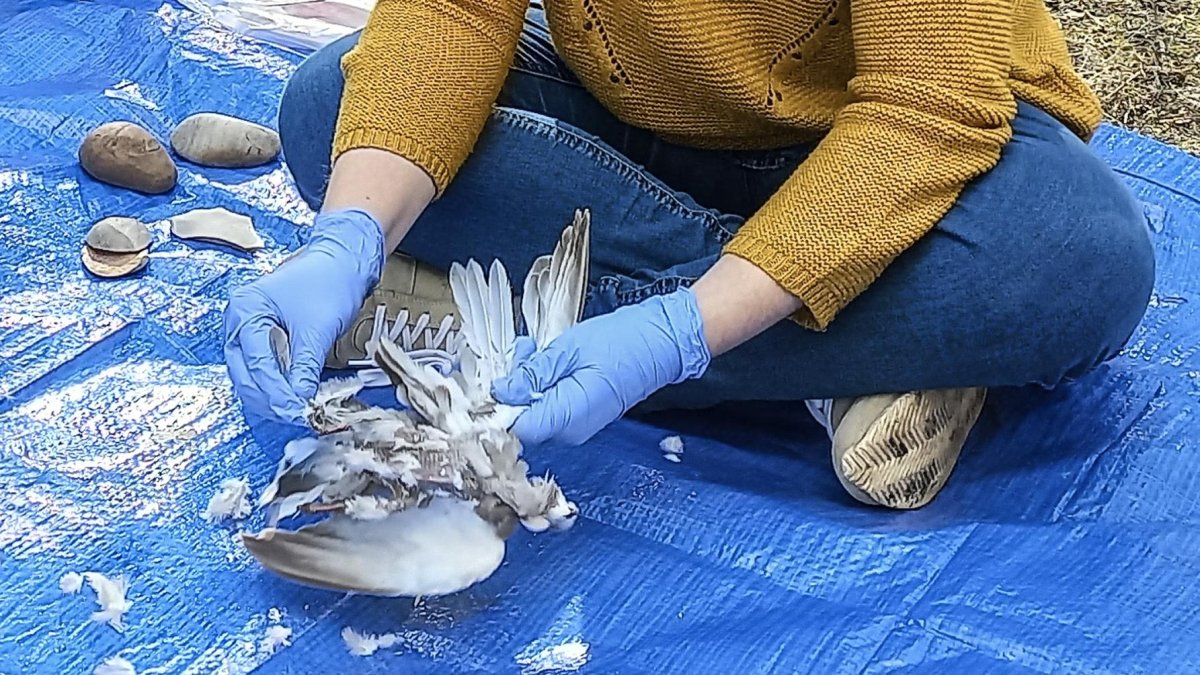 Un científico del grupo de investigadores españoles, portugueses y franceses despluma a una de las aves para el estudio que ha tratado de reproducir los antiguos métodos usados por los neandertales.