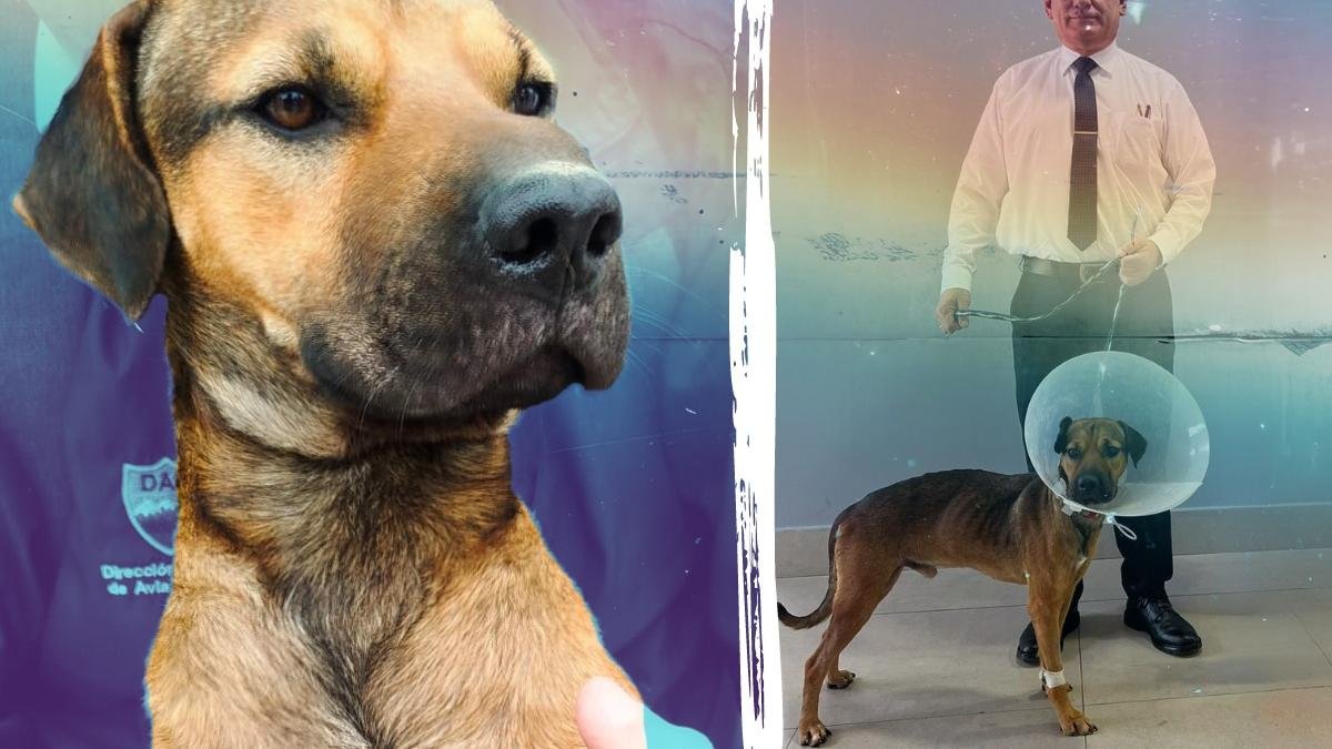 Río Peña es el nombre que recibió el perrito rescatado del río Guayas por personal de la Dirección de Aviación Civil