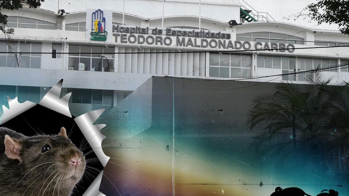 Una rata mordió a una mujer en el hospital Teodoro Maldonado Carbo, en Guayaquil.