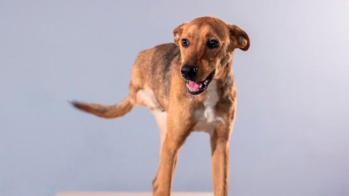 Sesión de fotos de animales rescatados que buscan segunda oportunidad