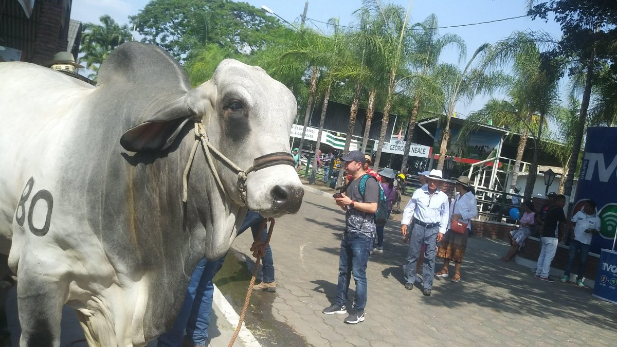 Concurso. A pesar de la coyuntura por la que pasa Ecuador, en este 2024 se mantendrá el concurso del mejor ganado. Se espera que la ciudadanía asista al evento.
