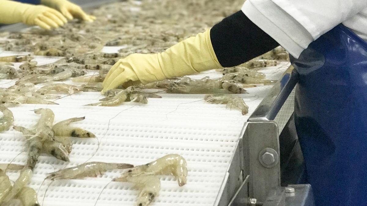 El camarón ecuatoriano no podrá exportarse a Brasil desde este 9 de diciembre.