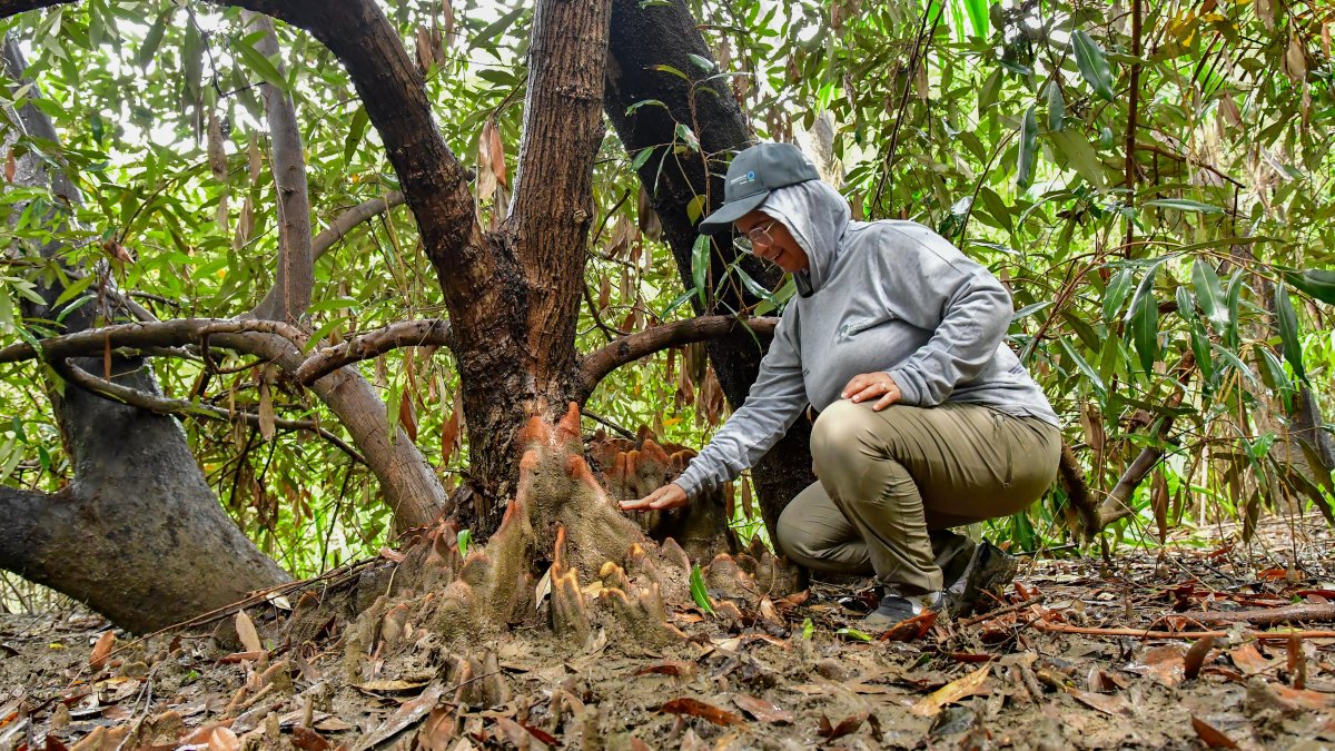 El mangle, avistado por Natalia Molina, tiene características exóticas. Es el primer registro en continente americano.