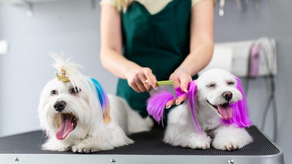 Tendencia. Según un estudio de Ecuador, seis de cada diez hogares tienen al menos una mascota.