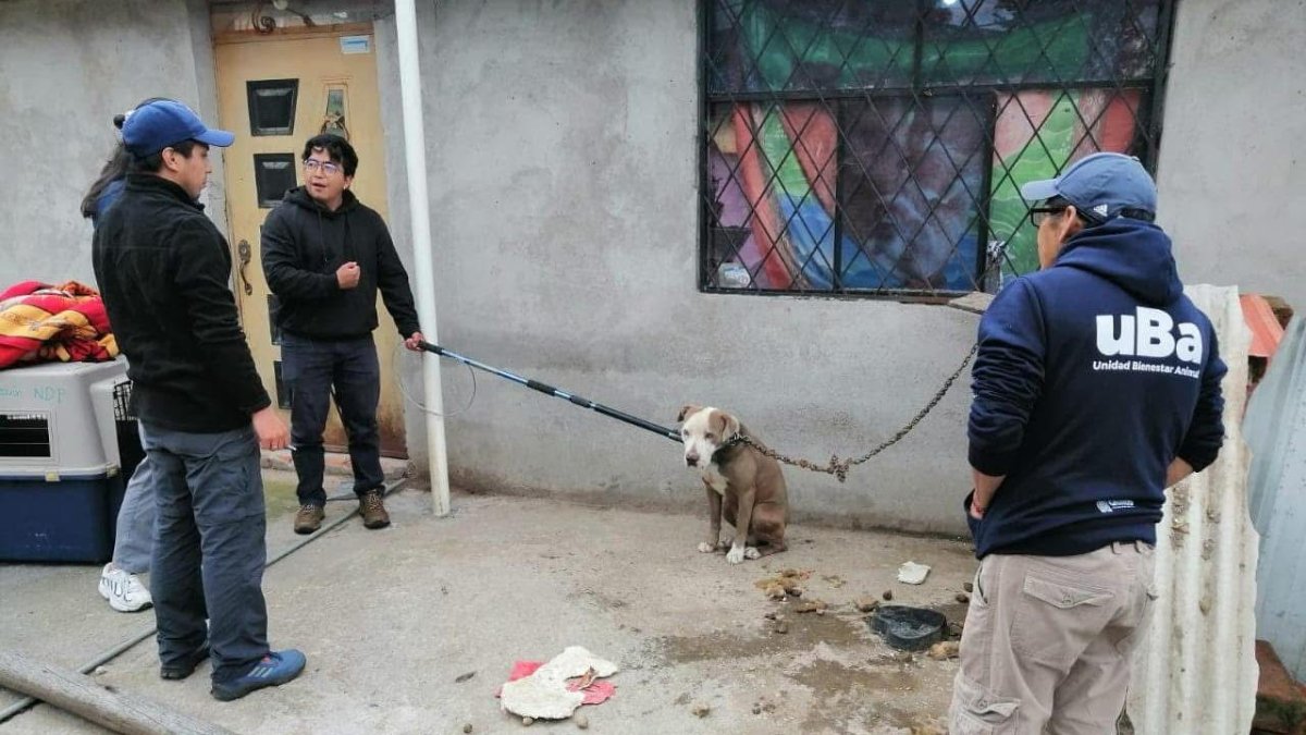 El can permaneció encadenado a una reja y dormía cerca de sus propias heces.