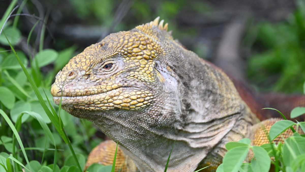 Iguana rosada de Galápagos.