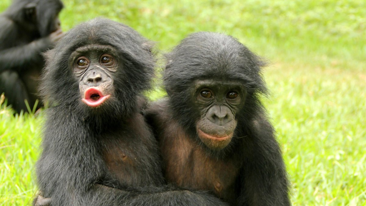 Un bonobo abraza a un compañero afligido durante un consuelo post-conflicto.