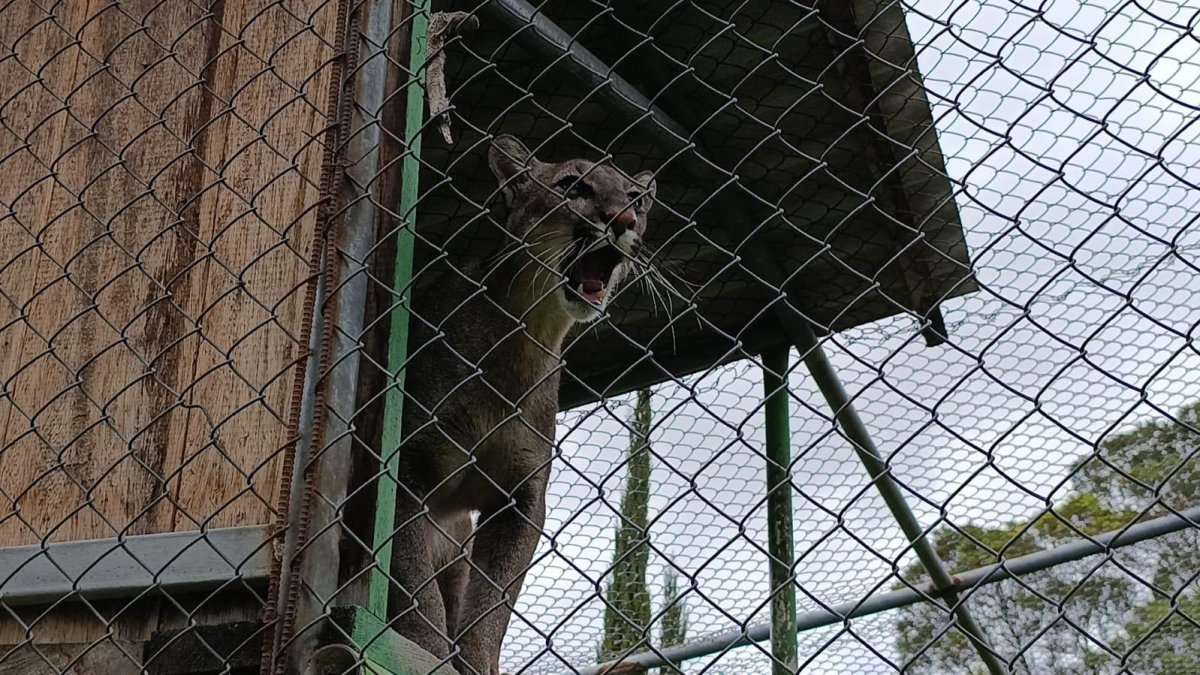 Hay preocupación por el estado de salud del felino.