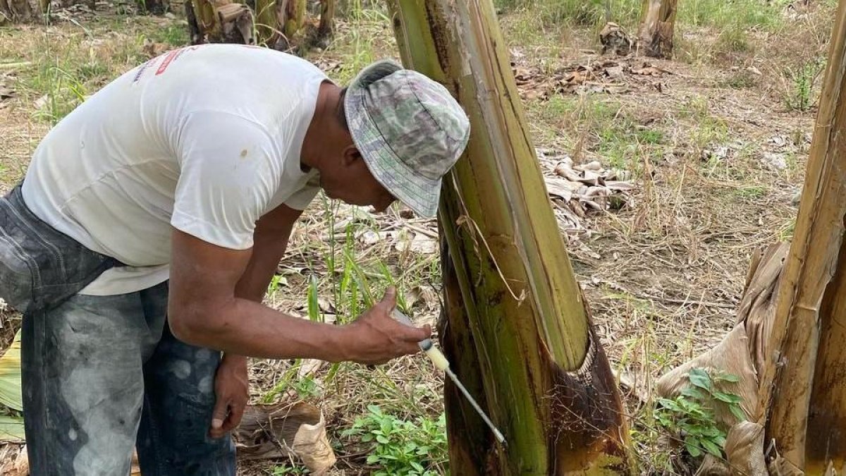 La provincia más afectada es Los Ríos, mientras que en Guayas se confirmó el único foco activo, ubicado en Tenguel.