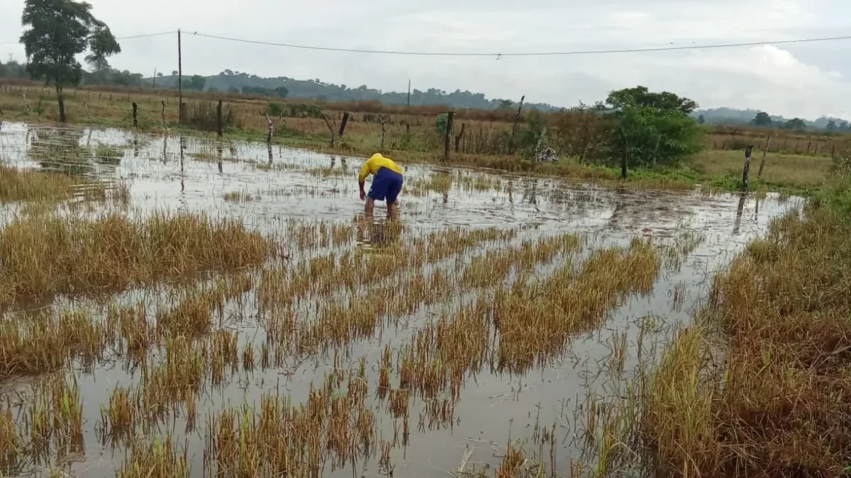 Un cultivo de arroz en Salitre que está inundado por las lluvias de junio de 2026