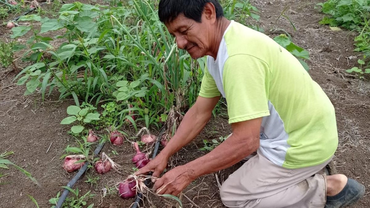 En fincas de la costa ecuatoriana, algunos productores llevan décadas aplicando bioinsumos a base de microorganismos en cultivos.
