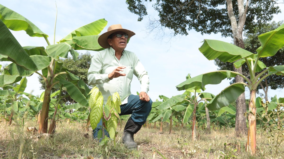 Colimes. Ingeniero agrónomo apuesta por un sistema agroforestal de cacao y plátano sobre un suelo antes destinado a la ganadería, un modelo acorde a las exigencias de la EUDR.