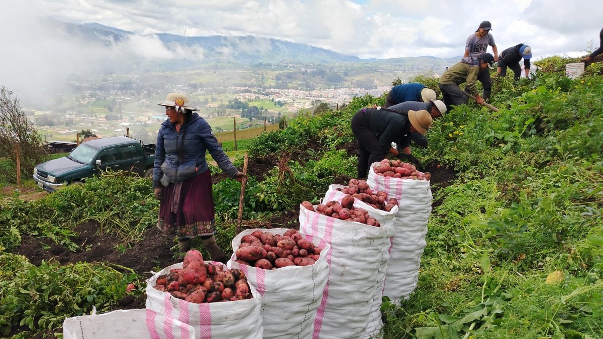 Agricultores ya cosechan la variedad de papa INIAP-Cañari en Azuay, Cañar y Loja.