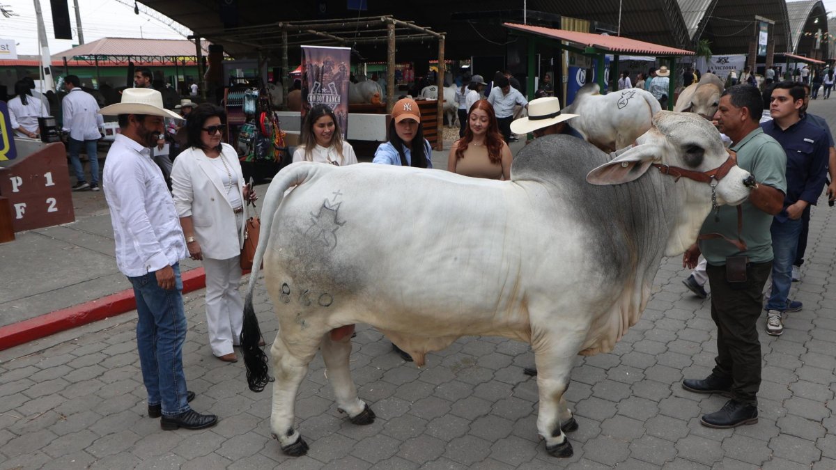 Exhibición de ejemplares de ganado durante la inauguración de la AgroExpo 2026