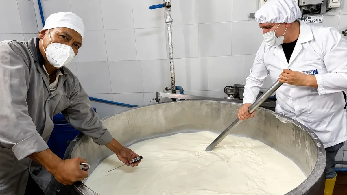 La preparación de un queso gouda de 120 kilos.