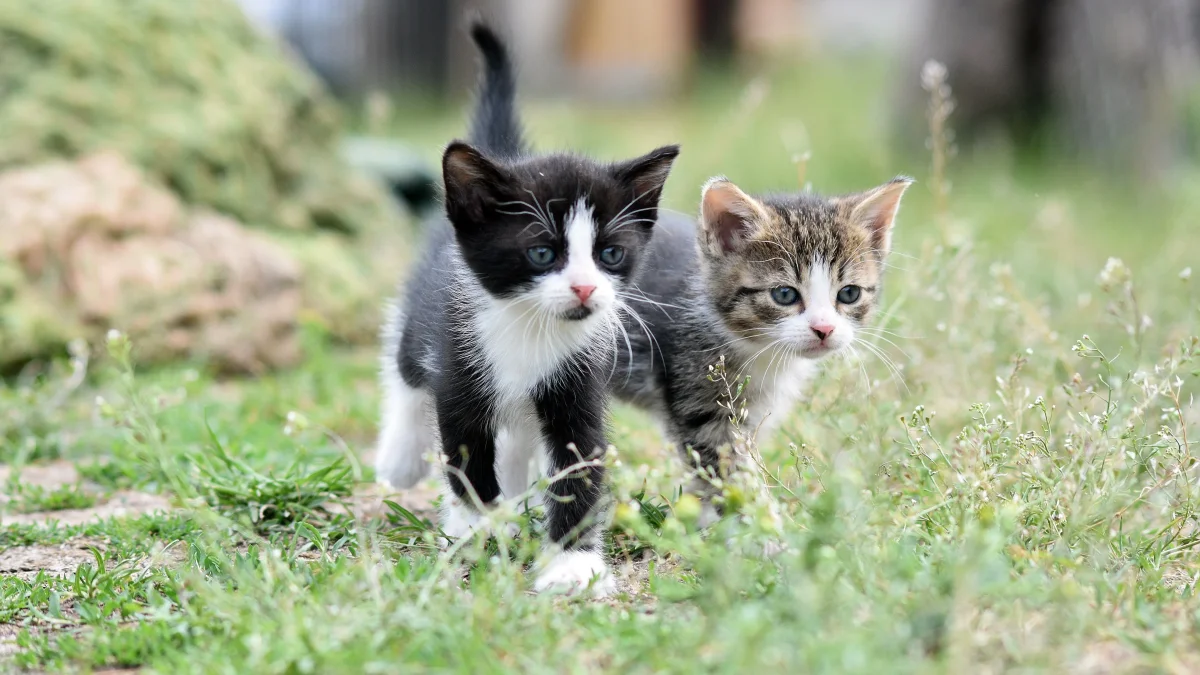 El Día Internacional del Gato promueve la adopción responsable, el bienestar felino y la protección de los gatos que viven en situación de calle en todo el mundo.