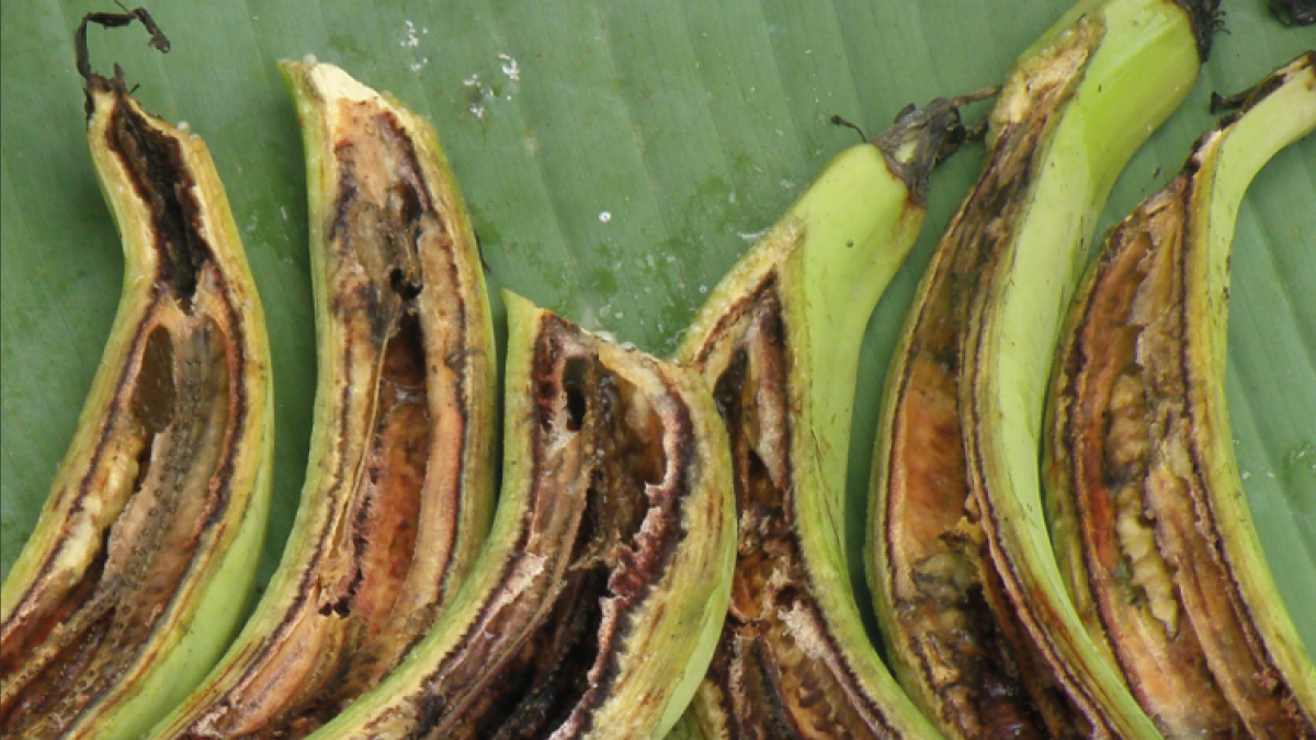 Marchitamiento bacteriano del plátano causado por la Ralstonia, una enfermedad que afecta el sistema vascular y provoca el marchitamiento progresivo de la planta.