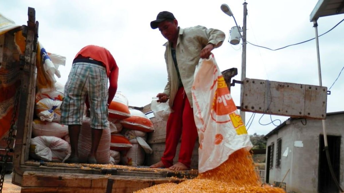 La compra de maíz que realizan las industrias en Ecuador.