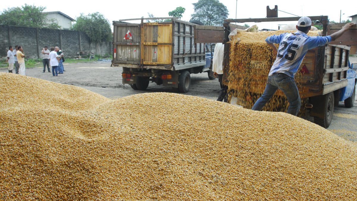 La industria de Ecuador lista para comprar la nueva cosecha de maíz.