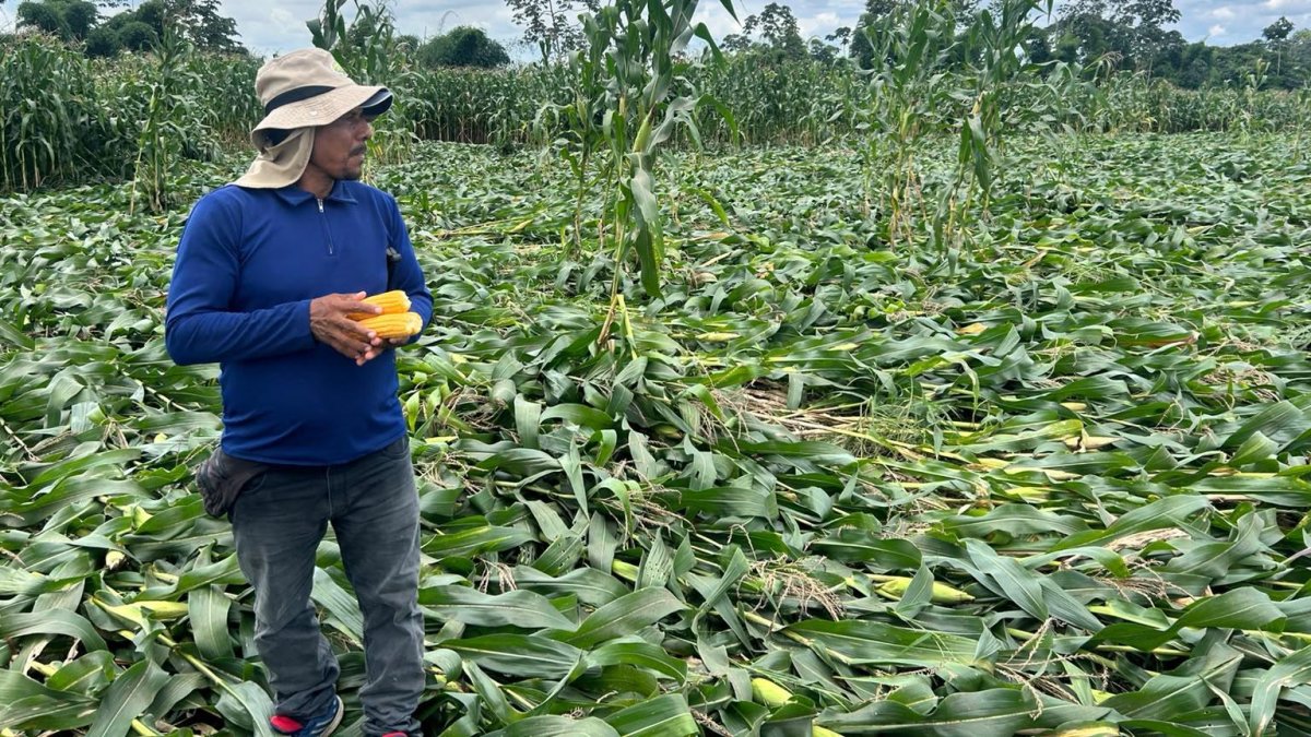 Uno de los cultivos afectados por los fuertes vientos que tumbaron las plantas de maíz, en la provincia de Los Ríos.