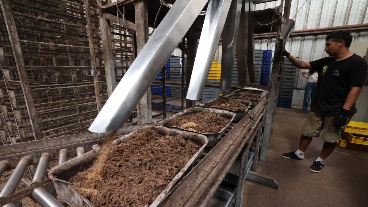 En la planta de Bioconversión, en Guayaquil, la cáscara de banano se mezcla con restos de cacao, leche y cerveza para alimentar a las larvas de mosca soldado negra.