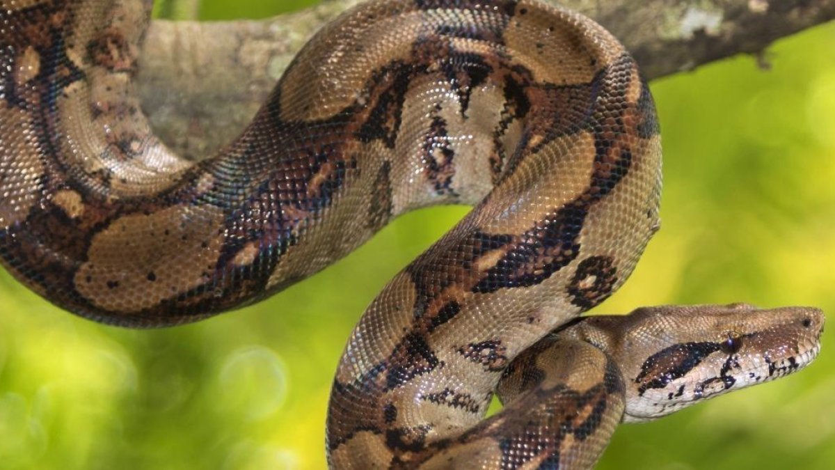 Imagen referencial de la serpiente que habría sido observada sobre los techos de la Bahía de Pedro Carbo, en Guayas.