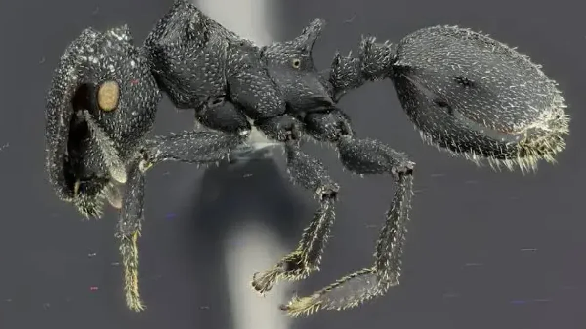 La Cephalotes sacha es una de las dos nuevas especies de hormigas tortuga descritas en Ecuador. Vive en los bosques de la Amazonía. Foto: Cortesía INABIO.