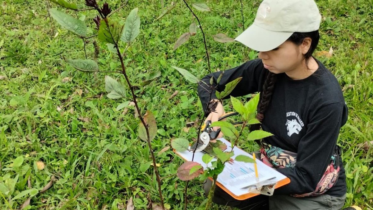 Técnicos del Jardín Botánico Padre Julio Marrero recolectaron muestras siguiendo un protocolo de la red internacional de jardines botánicos y se enviaron a laboratorios en España.