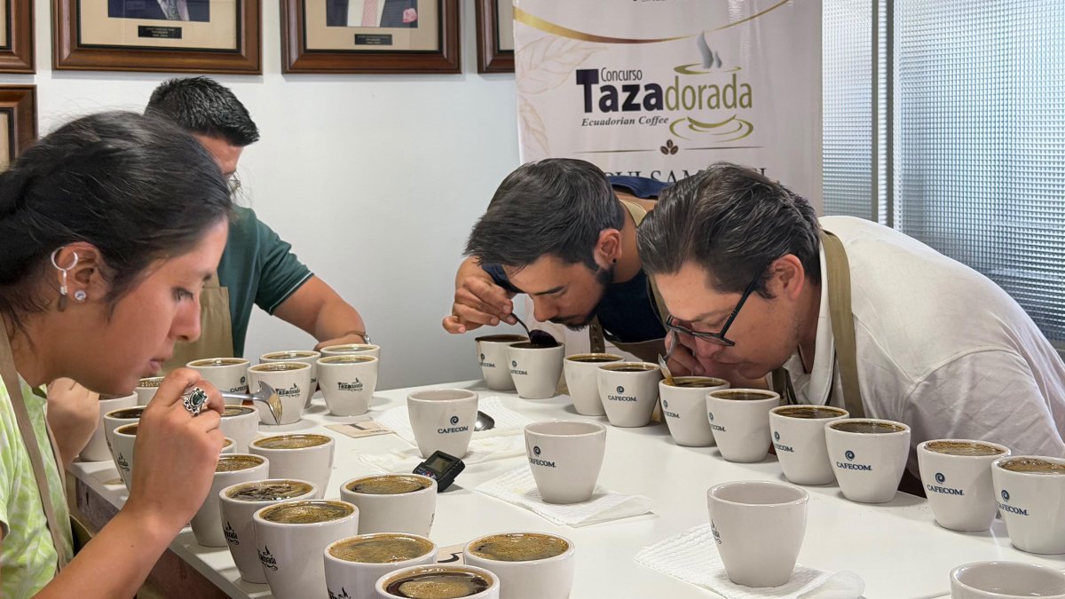 Expertos analizan cafés de especialidades de Ecuador, en el concurso de la Taza Dorada.
