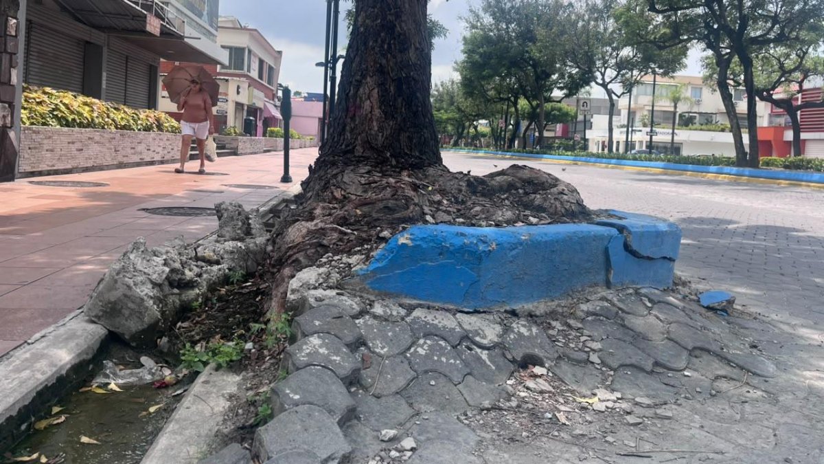 Las raíces de los árboles deterioran las aceras de Urdesa.
