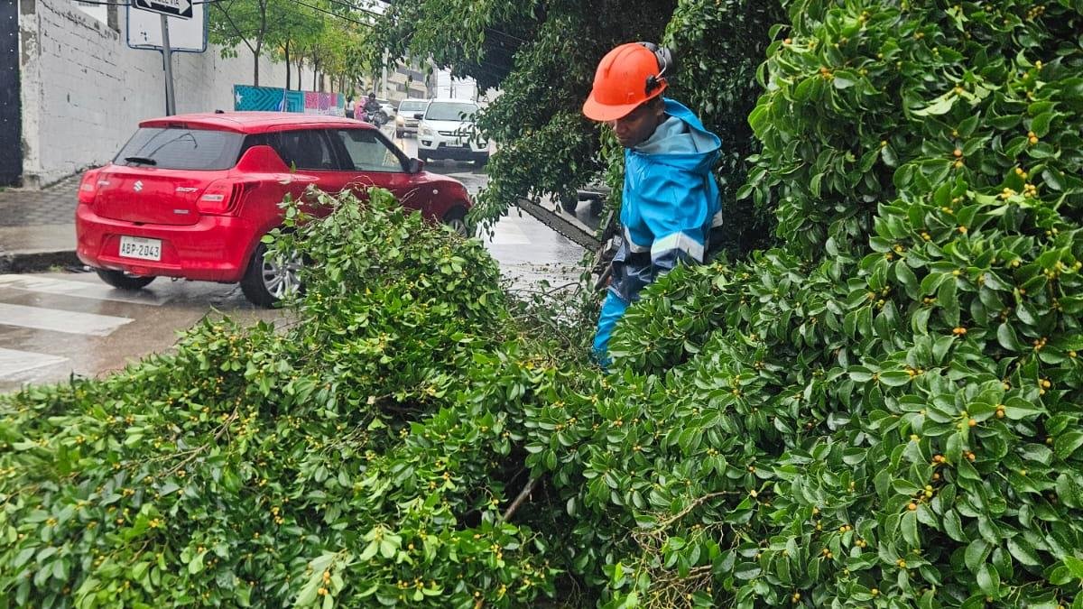 Árboles cayeron este lunes 19 de octubre durante la lluvia.