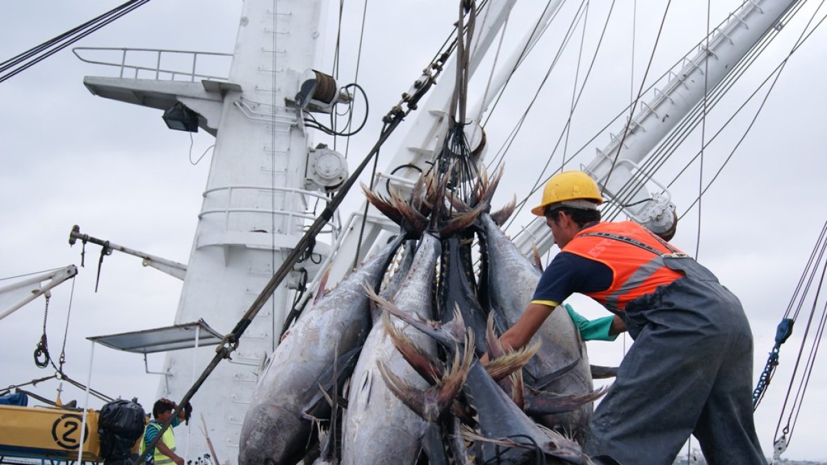 Ecuador es el líder en la pesca de túnidos en esta parte del Pacífico, con 222.580 toneladas.