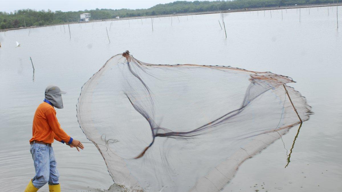 China es ahora el principal importador de camarones de Ecuador, con casi el 50 % de la oferta exportable.
