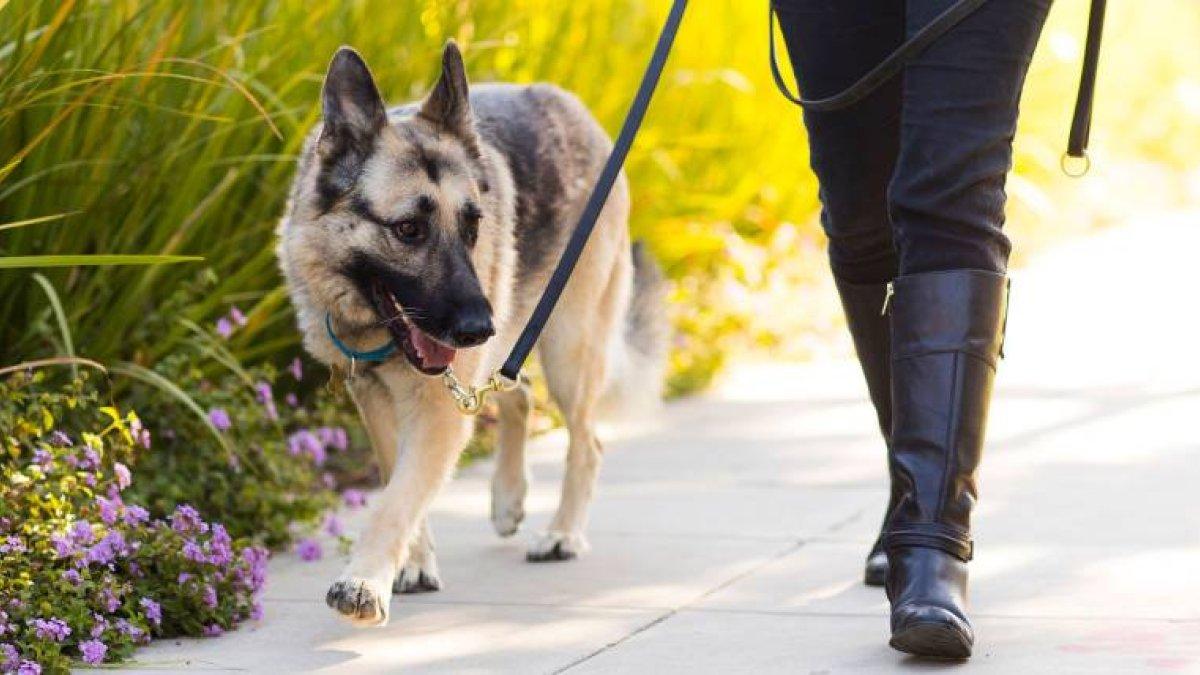 Adoptar un perro puede llevar a desarrollar una mejor salud cardiovascular.