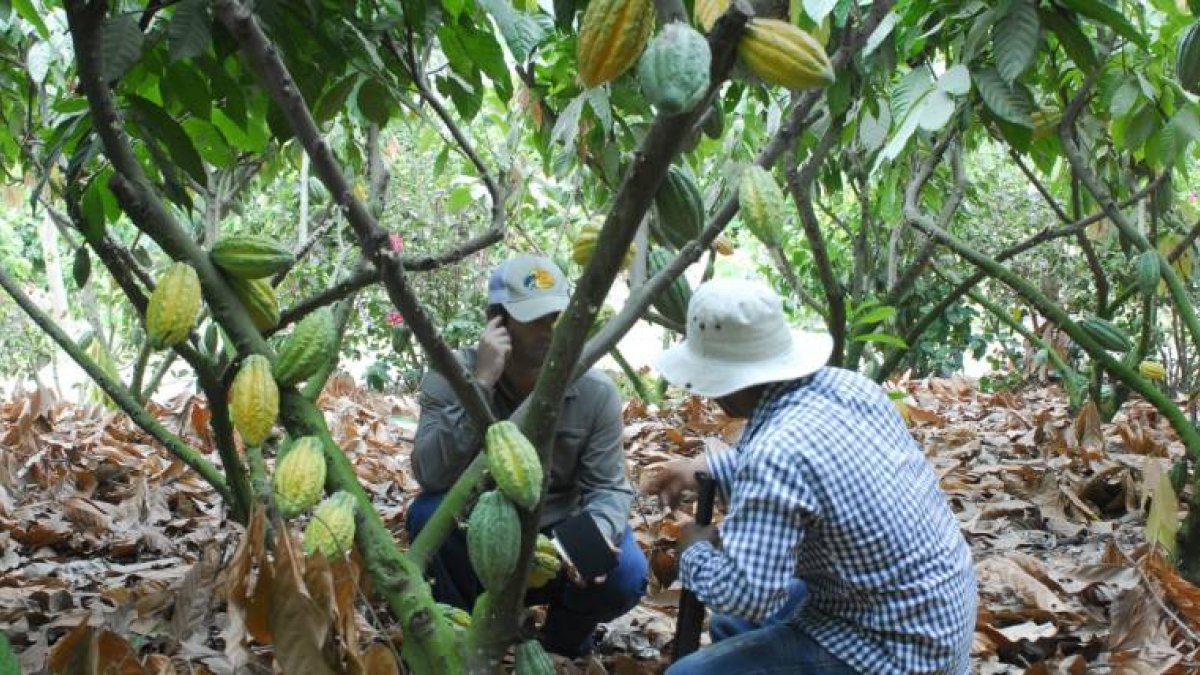 Ecuador tiene dos variedades, la nacional o cacao fino de aroma, y el CCN51.